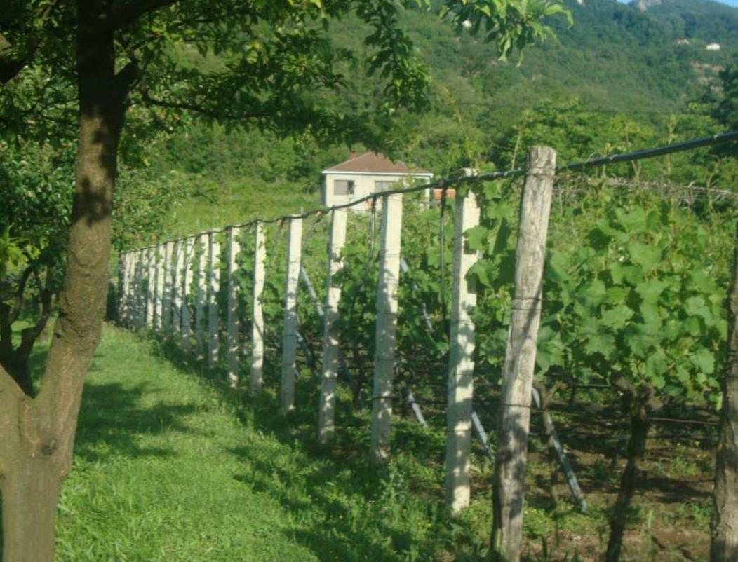 Studio And Winery Kalimut Virpazar Eksteriør bilde