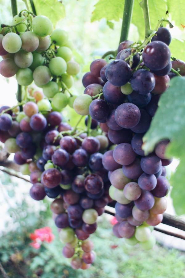 Studio And Winery Kalimut Virpazar Eksteriør bilde